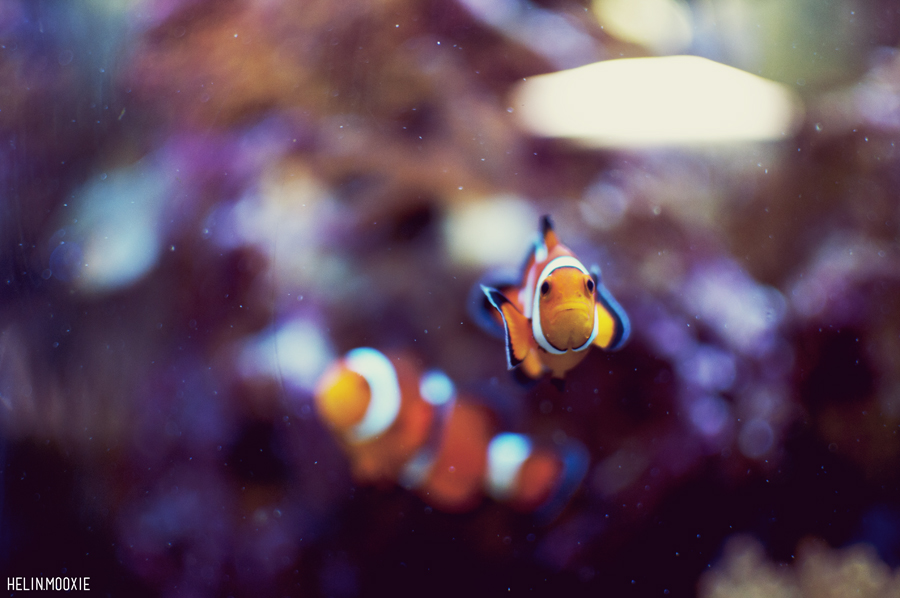 What is the different between freshwater and saltwater fish?