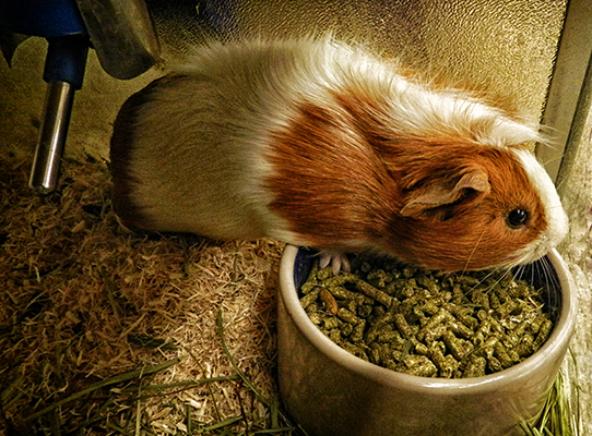 33 Top Images Pet Stores Albuquerque : Clark's Pet Emporium | Largest Selection of Pet Supplies ...