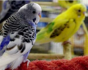 exotic birds pet store