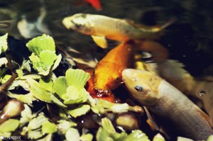 Koi Fish in a Fish Pond 