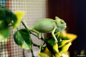 Veiled Chameleon Hatchling Reptile