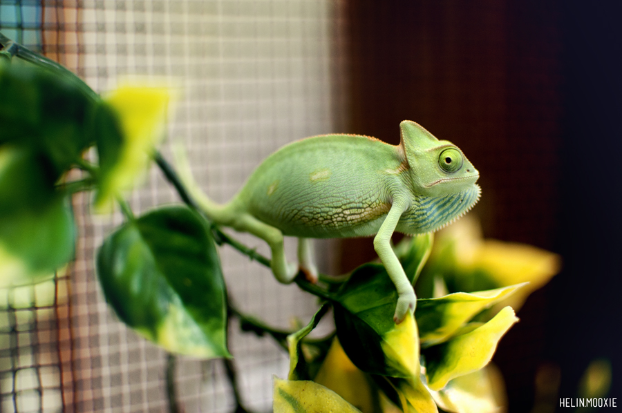 Pets and sales things reptile emporium
