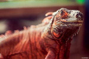 Red Iguana Reptile