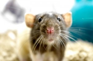 Small-Animals-1