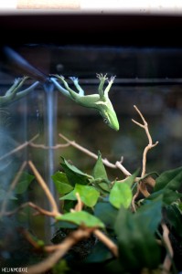 Terrarium, Terrestrial-Aquarium