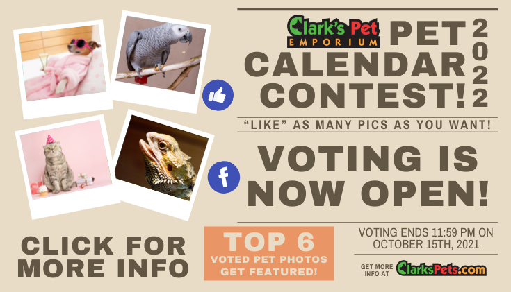 clarks pets pet calendar contest 2022 website carousel 1